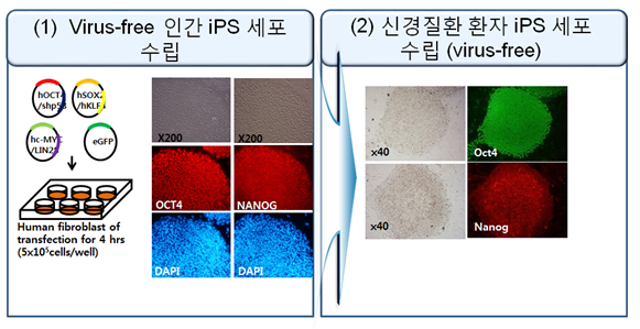 줄기세포발생학